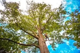 Best Tree Disease Treatment  in University Park, IL