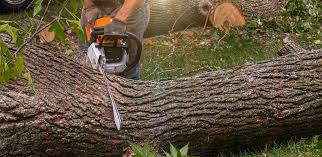 Best Firewood Processing and Delivery  in University Park, IL