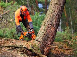 Best Tree Trimming and Pruning  in University Park, IL