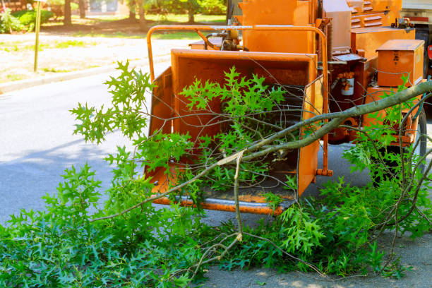 Best Fruit Tree Pruning  in University Park, IL