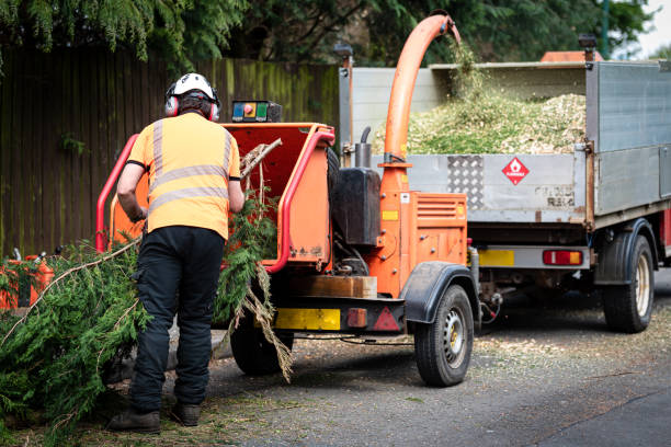 How Our Tree Care Process Works  in  University Park, IL