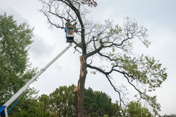 Best Storm Damage Tree Cleanup  in University Park, IL