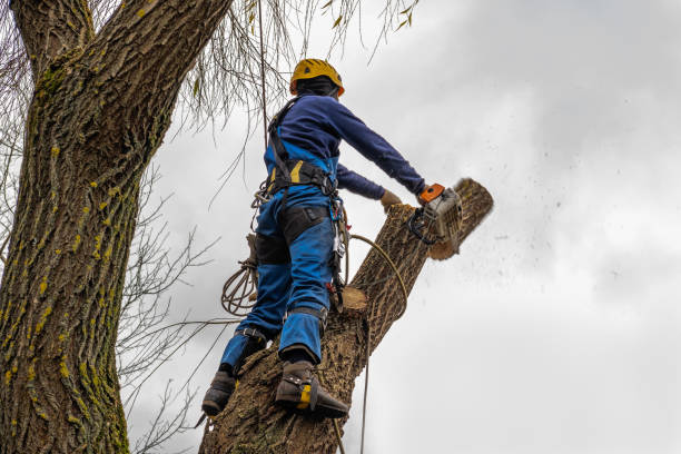 Best Tree Preservation Services  in University Park, IL