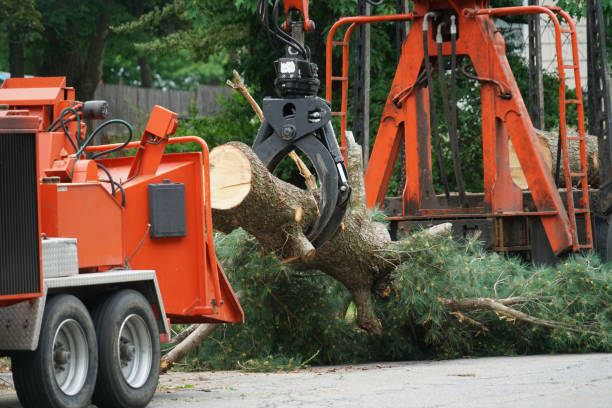 Best Tree Removal  in University Park, IL